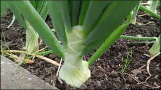 How To Grow Organic Onions  Seed to Harvest UK [upl. by Reffineg]