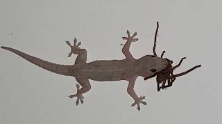 House Gecko Eats a Big Ol Huntsman Spider  Classic Australia [upl. by Leissam]