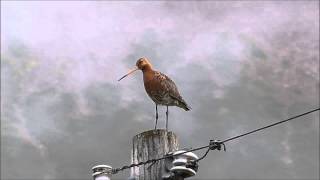 Jaðrakan Limosa limosa [upl. by Stuckey]