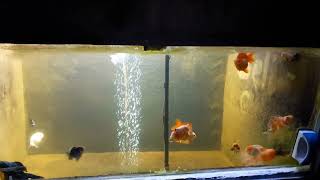 Goldfish Pondarium [upl. by Idette]