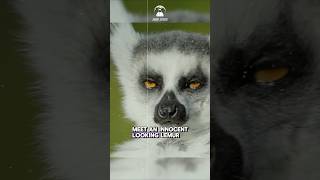 LEMUR science lemur mindsparkk [upl. by Chassin]