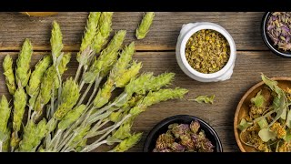 Herba Sideritis Insights from a Herbal Monograph with Particular Reference to Adaptogenic Potential [upl. by Animaj909]