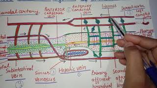 Blood Vascular system of Branchiostoma Amphioxus [upl. by Yt724]