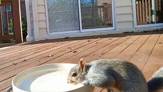 Happy hour at the water bar I Thirsty Squirrel [upl. by Mercado937]