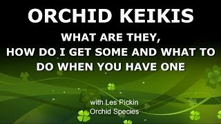 ORCHID KEIKIS  WHAT ARE THEY HOW TO GET ONE AND WHAT TO DO WITH IT [upl. by Terti576]