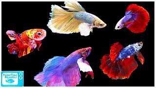 Betta Fish Care Guide Everything You Need to Know [upl. by Gustaf807]