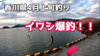 香川県4月上旬釣り イワシ爆釣！！ [upl. by Nwadrebma]