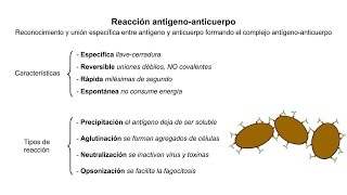 Inmunología 05 Reacción antígenoanticuerpo [upl. by Macmahon]