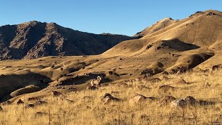 ANTELOPE ISLAND BIGHORN SHEEP amp MULE DEER [upl. by Einnek]