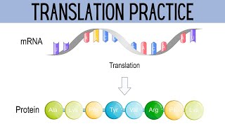 Translation Practice Genetics [upl. by Felicdad]