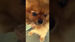 Dog Comedy 🤣🤣 dog cute comedy fun funny doglover funnyvideo [upl. by Nalda5]