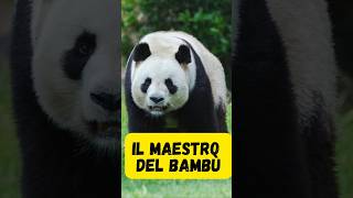 Il panda gigante [upl. by Enyleve3]