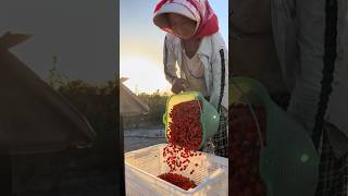 Beautiful Harvest Wolfberry Goji satisfying RomFarm HappyFarm85 [upl. by Nilkoorb]