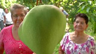 Agricultura al Día  Alianzas productivas aumentan la producción de mango en el Tolima [upl. by Audi]