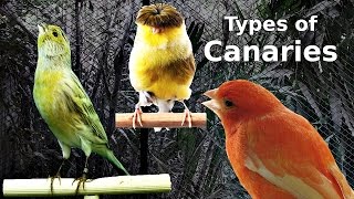 Types of Canaries [upl. by Tigram]