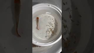 Fish giving birth  Mini vlog [upl. by Raynold]