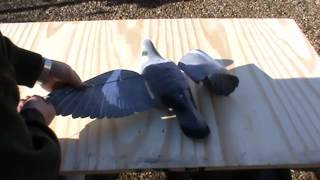 INSTRUCTIONAL  PRO FLAP pigeon decoys from A1 Decoy [upl. by Nhguavoj231]