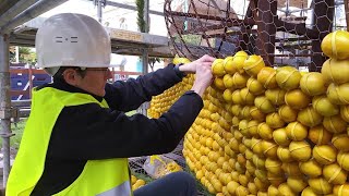 Menton  doù viennent les agrumes de la fête du citron [upl. by Hewes647]