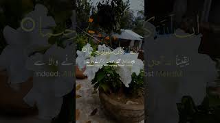 Beautiful Flowers 🌼shorts shortvideo naturelovers quranrecitation exploringbd [upl. by Atthia]