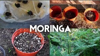 Moringa Oleifera from seed to tree  The complete guide to growing the superfood Moringa [upl. by Wrennie]