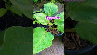 What’s growing in your garden garden gardening gardentok gardendesign plants plantstuff [upl. by Galatia]