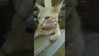 kittey catsound cute kittty amazingfacts kittie catmeow catsofinstagram catlover kitte [upl. by Herwin]