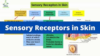 Sensory Receptors in Skin  What are they [upl. by Jarrow]