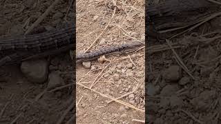 Alligator Lizard in the Conejo Open Space [upl. by Nytsirhc]