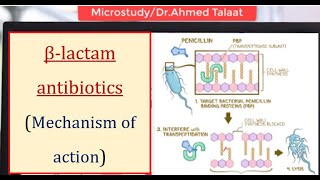 Antibiotics 1 Basics  Mechanism of action of βlactam antibiotics المضادات الحيوية [upl. by Nwahsud]