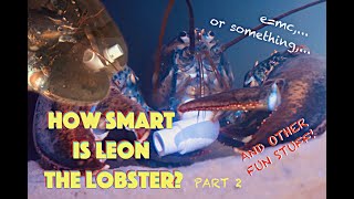 How Smart Is Leon The Lobster Part 2 [upl. by Clava]