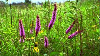 The Future of Tallgrass Prairie [upl. by Enaud]