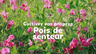 Cultivez vos propres pois de senteur 🌸 [upl. by Rivers]