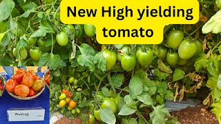 Syngenta new high yielding tomato Aviraj F1 Hybrid [upl. by Swetiana575]