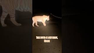 Tiger spotted Crossing the road of aarey colony mumbai [upl. by Donnell]