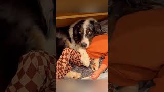 cat dog dogs cut cute love lovecats lovedogs funny virla viralvideo foryou foryoupage [upl. by Eanar]