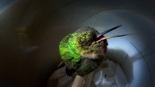 Snoring hummingbird  Super Cute Animals  BBC [upl. by Wobniar]