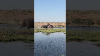 Hippos Fighting Over The Proper Pronunciation Of GIF [upl. by Kalagher657]