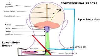 Corticospinal tract pathway animation [upl. by Stiruc851]