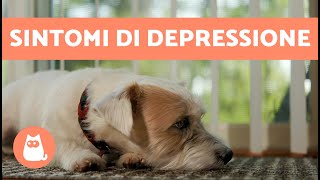 7 SEGNALI che un CANE è TRISTE 🐶😔 Linguaggio del corpo di un cane depresso [upl. by Hayyim]