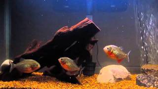 Piranhas feeding on goldfish [upl. by Ardnosac]