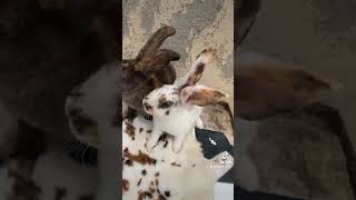 Lapereaux😍agriculture rabbit elevage cuniculture passion animals senegal agriculture dakar [upl. by Otokam]