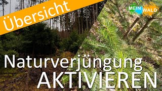 Wie aktivieren ich meine Naturverjüngung 🌱🌳 Alles was du wissen musst [upl. by Alistair]