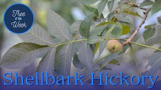 Tree of the Week Shellbark Hickory [upl. by Conway512]