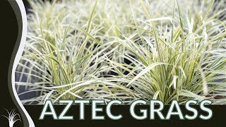 AZTEC GRASS Growing Tips Liriope muscari Big Blue Lilyturf Lilyturf Border Grass Monkey Grass [upl. by Ballou412]