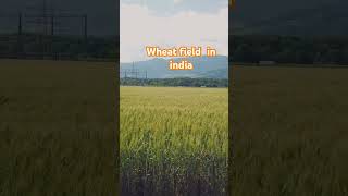 Wheat Field in india nature photography naturelovers soundeffects [upl. by Baumbaugh437]