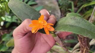 Orquídea Guarianthe Aurantiaca [upl. by Leile]