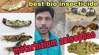 Metarhizium anisopliae  bio insecticide जैविक कीटनाशक  जैविक खेती [upl. by Ranjiv629]