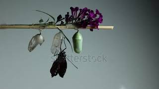 stock footage monarch butterfly danaus plexippus emerges from chrysalis white grey background [upl. by Iolanthe]