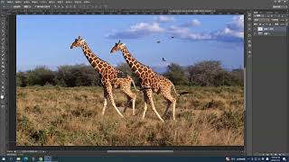 照片去背photoshop 操控彎曲 長頸鹿動了 內容感知 [upl. by Yhtuv]