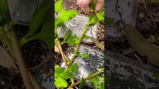 How to harvest Warrigal greens￼￼ [upl. by Januarius]